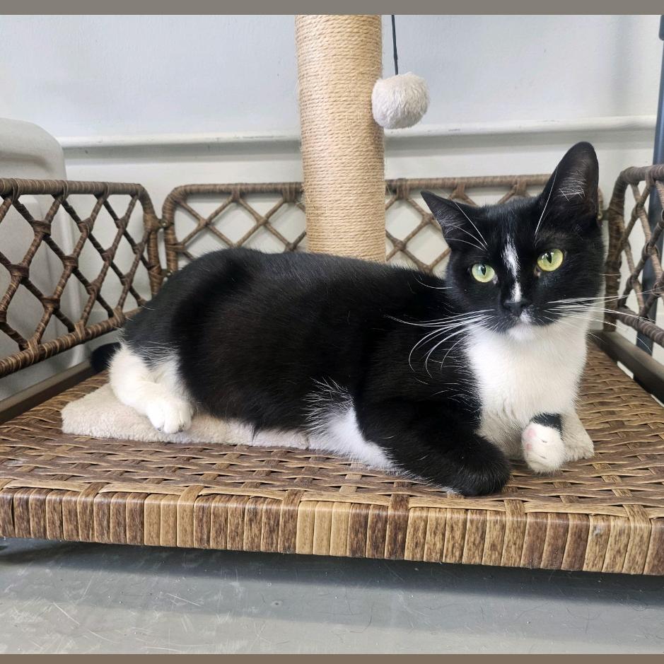 Enlarge Heidi, a Adoptable Domestic Short Hair in Houston, TX image 6/6