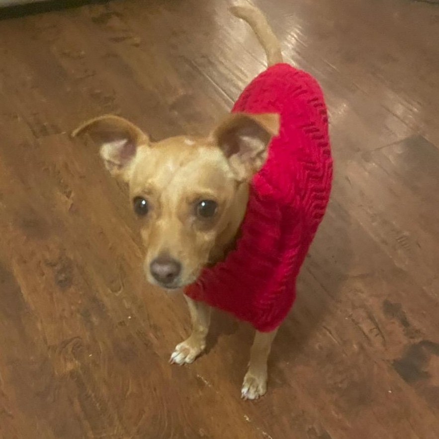 Enlarge Dino, a Adoptable Chihuahua in Seal Beach, CA image 6/6