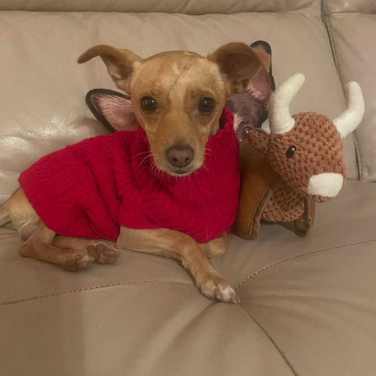 Dino, Adoptable, Adult Male Chihuahua.