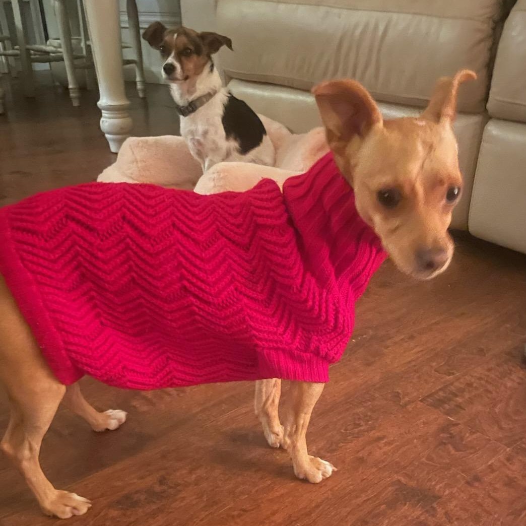 Enlarge Dino, a Adoptable Chihuahua in Seal Beach, CA image 5/6