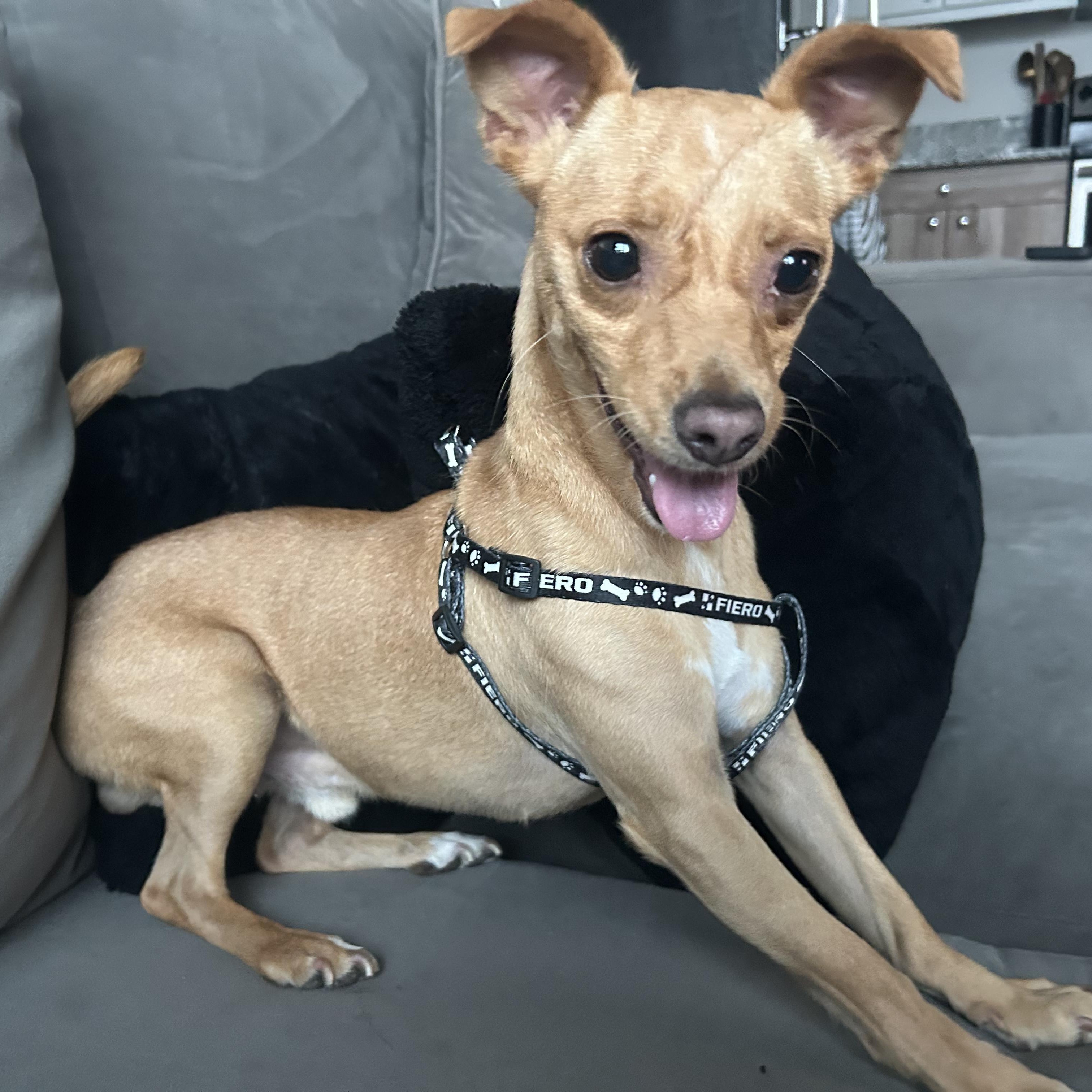 Enlarge Dino, a Adoptable Chihuahua in Seal Beach, CA image 4/6