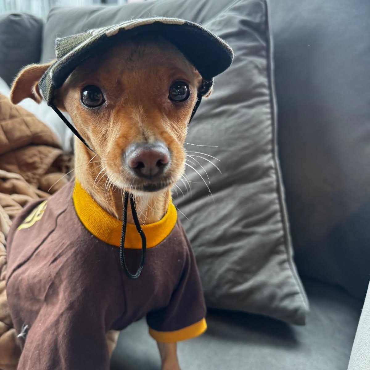 Enlarge Dino, a Adoptable Chihuahua in Seal Beach, CA image 2/6