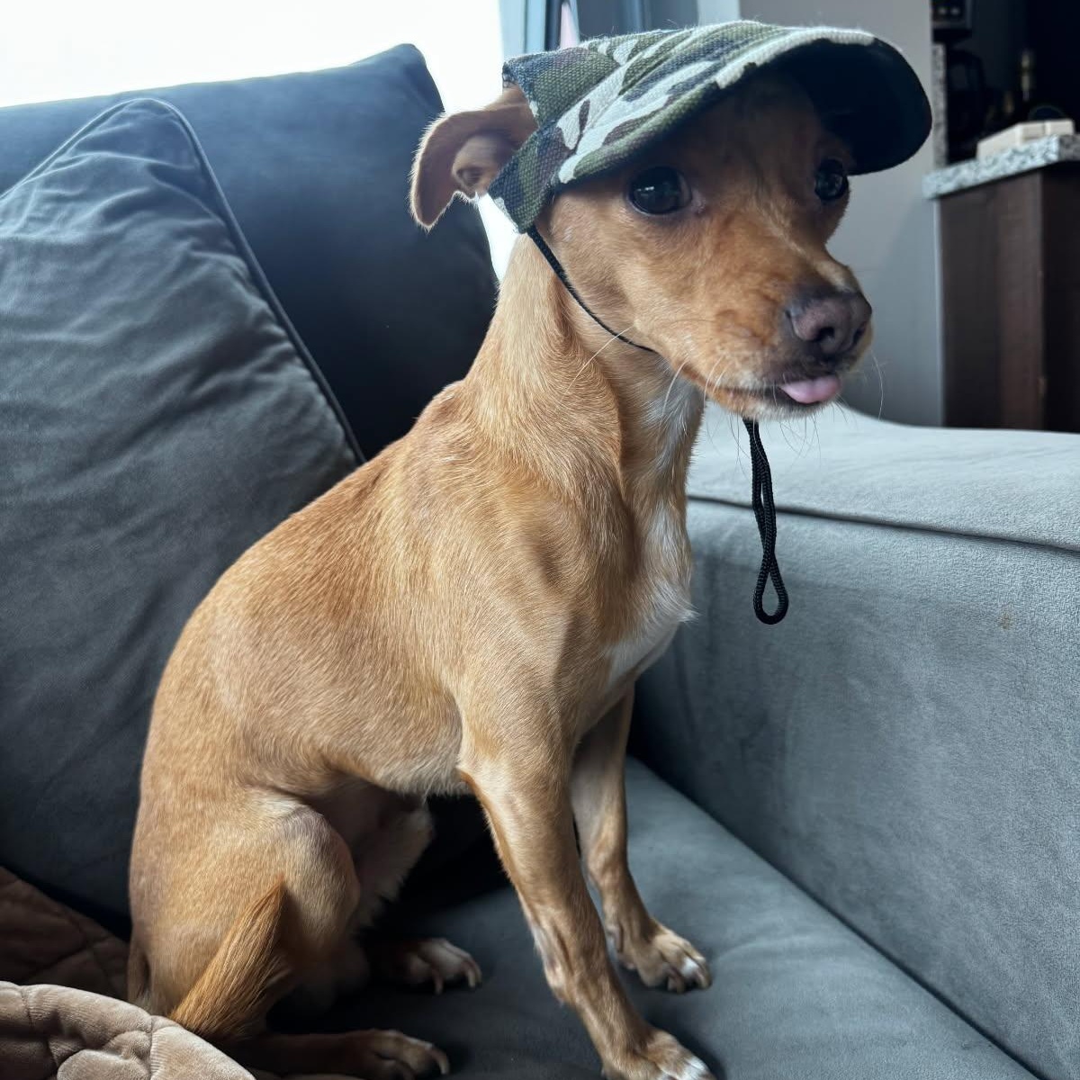 Enlarge Dino, a Adoptable Chihuahua in Seal Beach, CA image 3/6