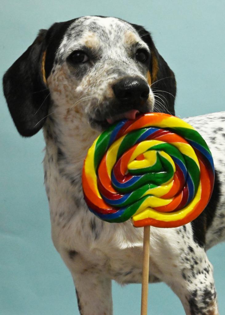 Dotty, a Adoptable mixed breed in Little Rock, AR image 1/6