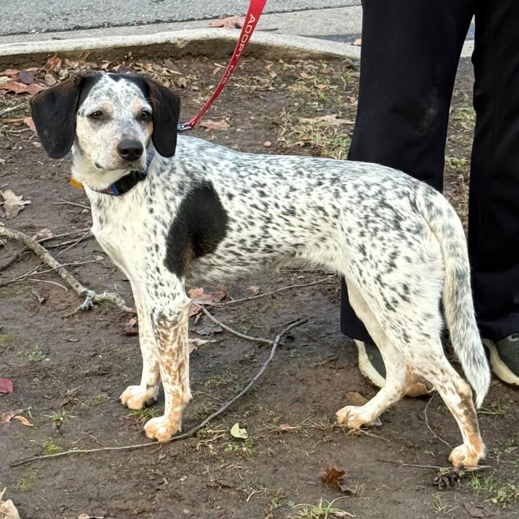 Enlarge Dotty, a Adoptable mixed breed in Little Rock, AR image 2/6