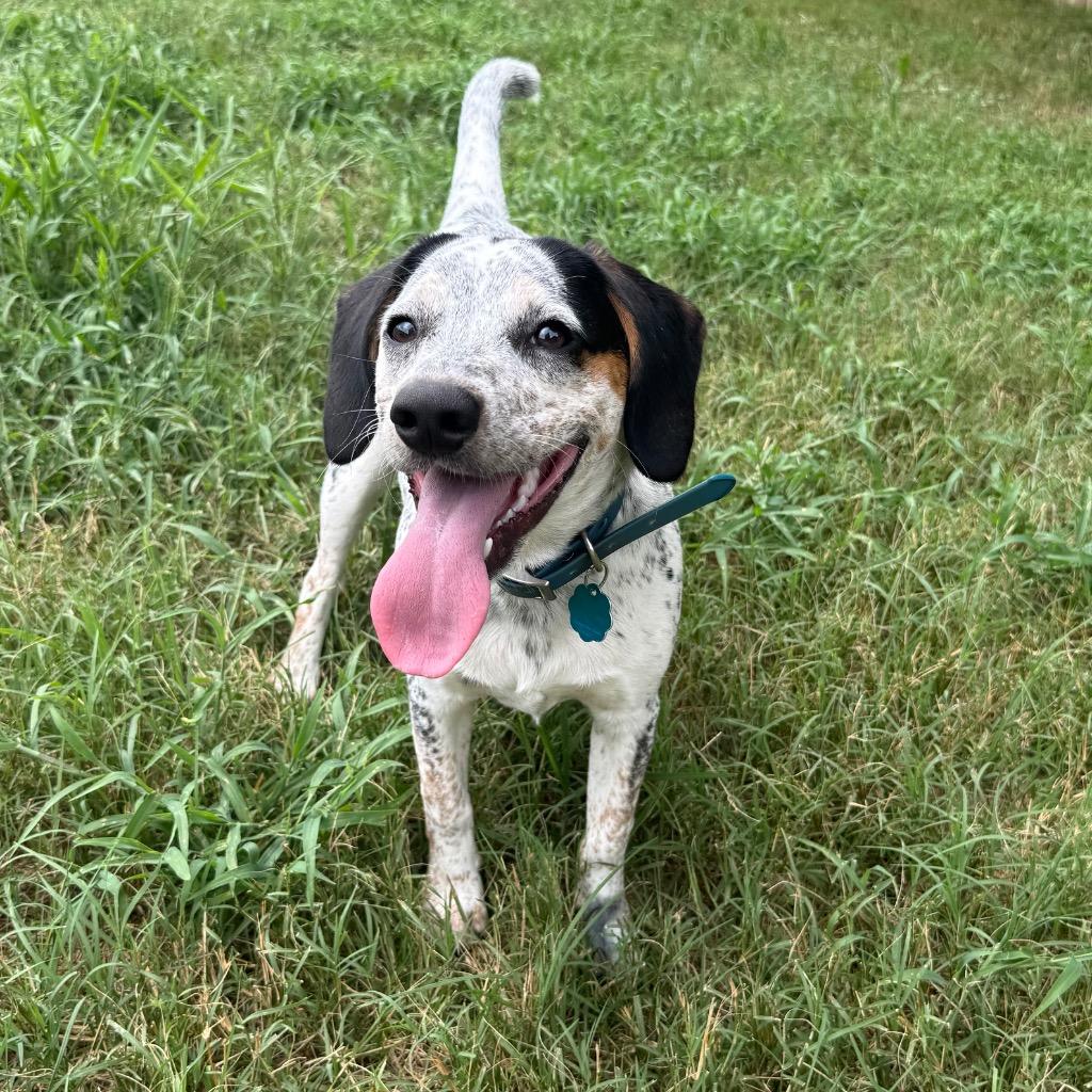 Dotty, a Adoptable mixed breed in Little Rock, AR image 2/6