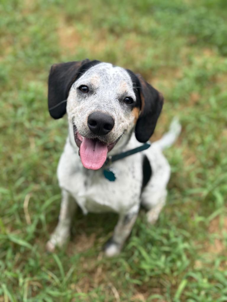 Dotty, a Adoptable mixed breed in Little Rock, AR image 3/6