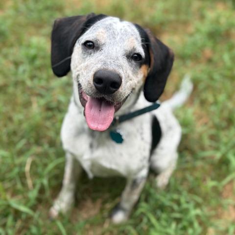 Enlarge Dotty, a Adoptable mixed breed in Little Rock, AR image 3/6