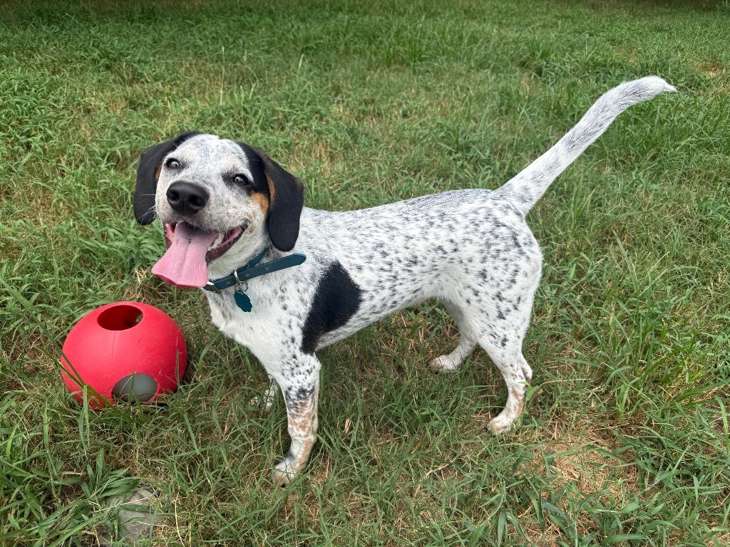 Dotty, a Adoptable mixed breed in Little Rock, AR image 5/6