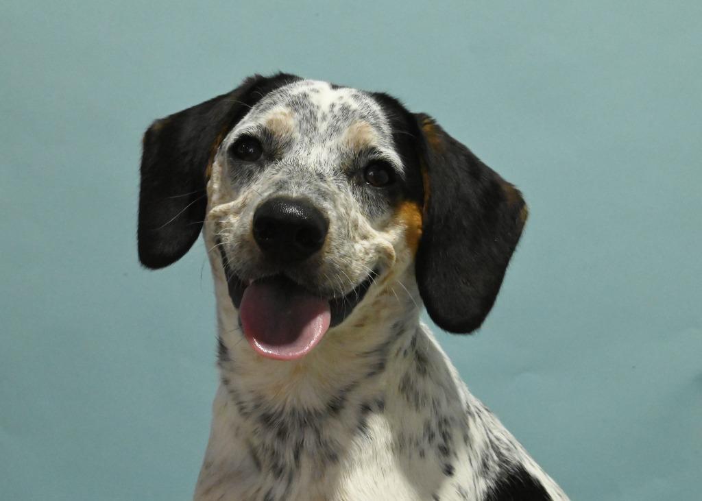 Enlarge Dotty, a Adoptable mixed breed in Little Rock, AR image 5/6