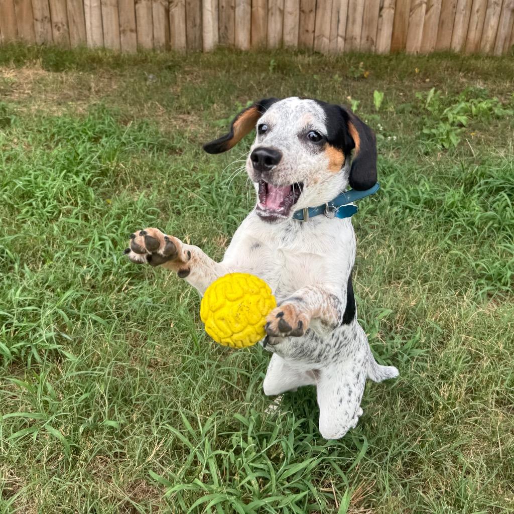 Dotty, a Adoptable mixed breed in Little Rock, AR image 6/6
