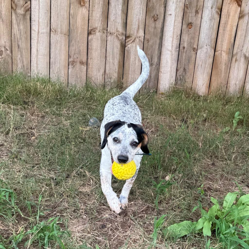 Enlarge Dotty, a Adoptable mixed breed in Little Rock, AR image 6/6