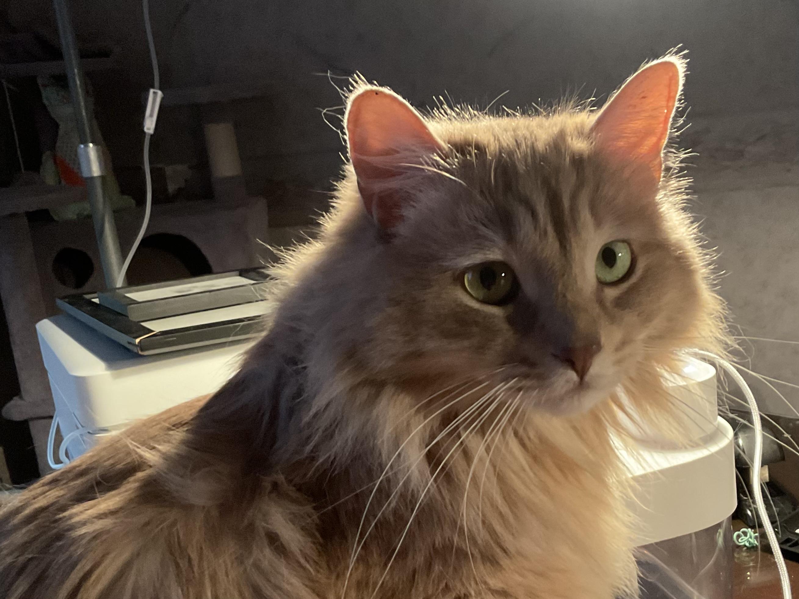 Bono, Adoptable, Adult Male Turkish Angora.