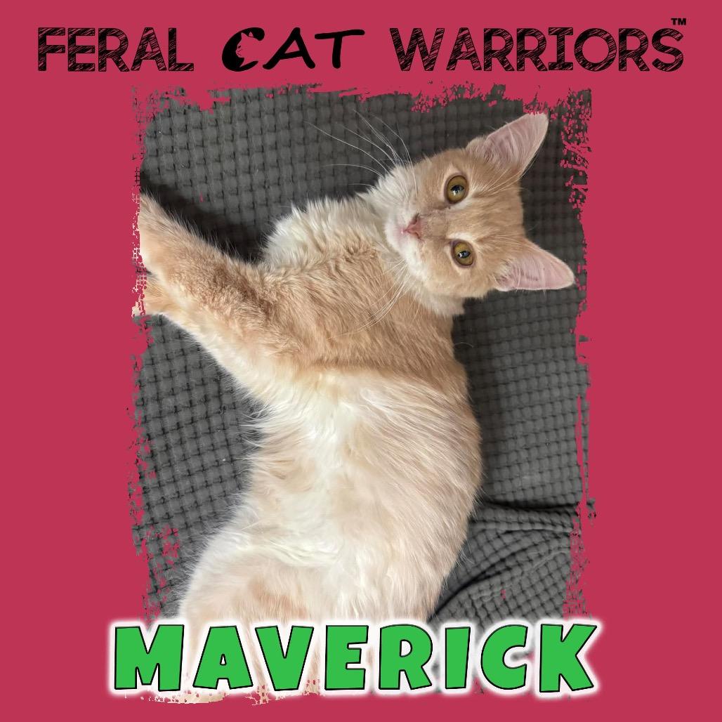 Enlarge Maverick, a Adoptable Domestic Medium Hair in Kingman, AZ image 1/1