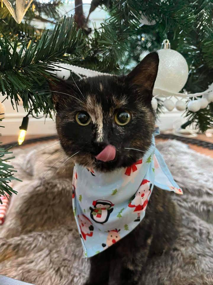 Rouge, a ADOPTABLE Domestic Short Hair in Melfort, SK image 2/2