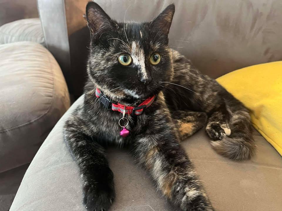 Rouge, a ADOPTABLE Domestic Short Hair in Melfort, SK image 1/2