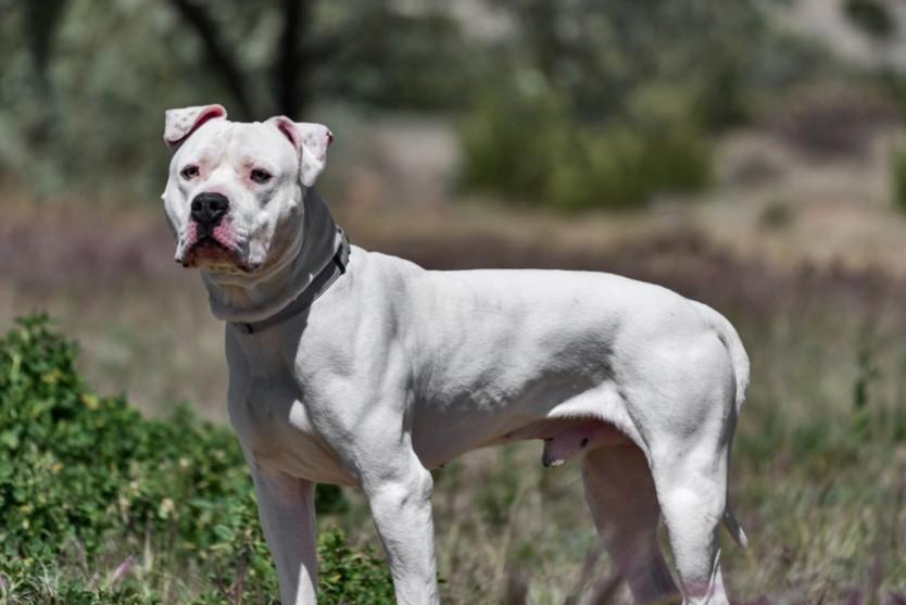 ACE, Adoptable, Adult Male Mixed Breed.