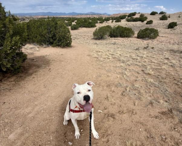 Enlarge ACE, a Adoptable Mixed Breed in Santa Fe, NM image 1/1