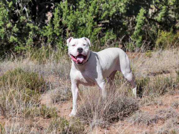 ACE, Adoptable, Adult Male Mixed Breed.