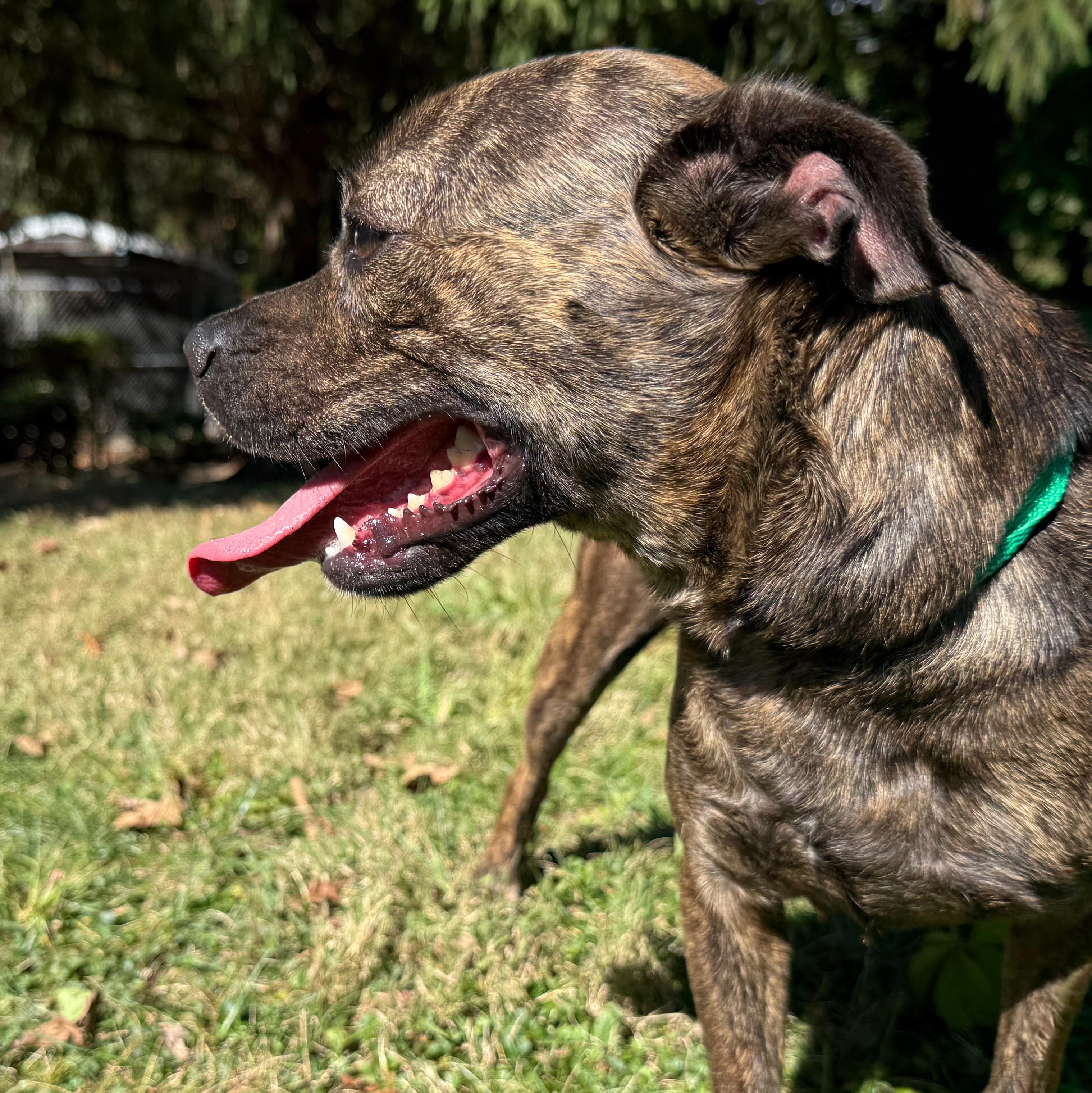 Enlarge Sassy, a Adoptable mixed breed in Latrobe, PA image 3/5