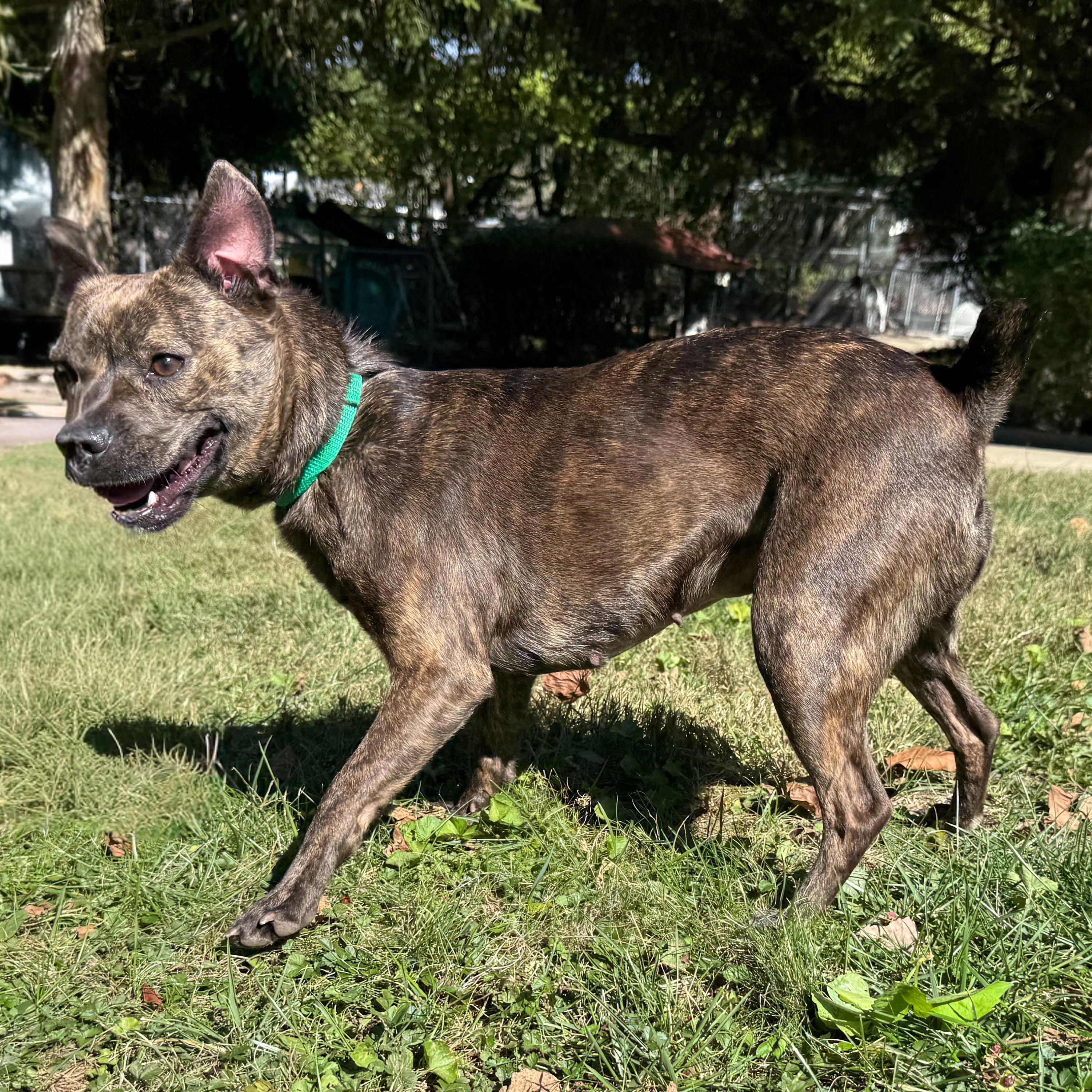 Enlarge Sassy, a Adoptable mixed breed in Latrobe, PA image 5/5