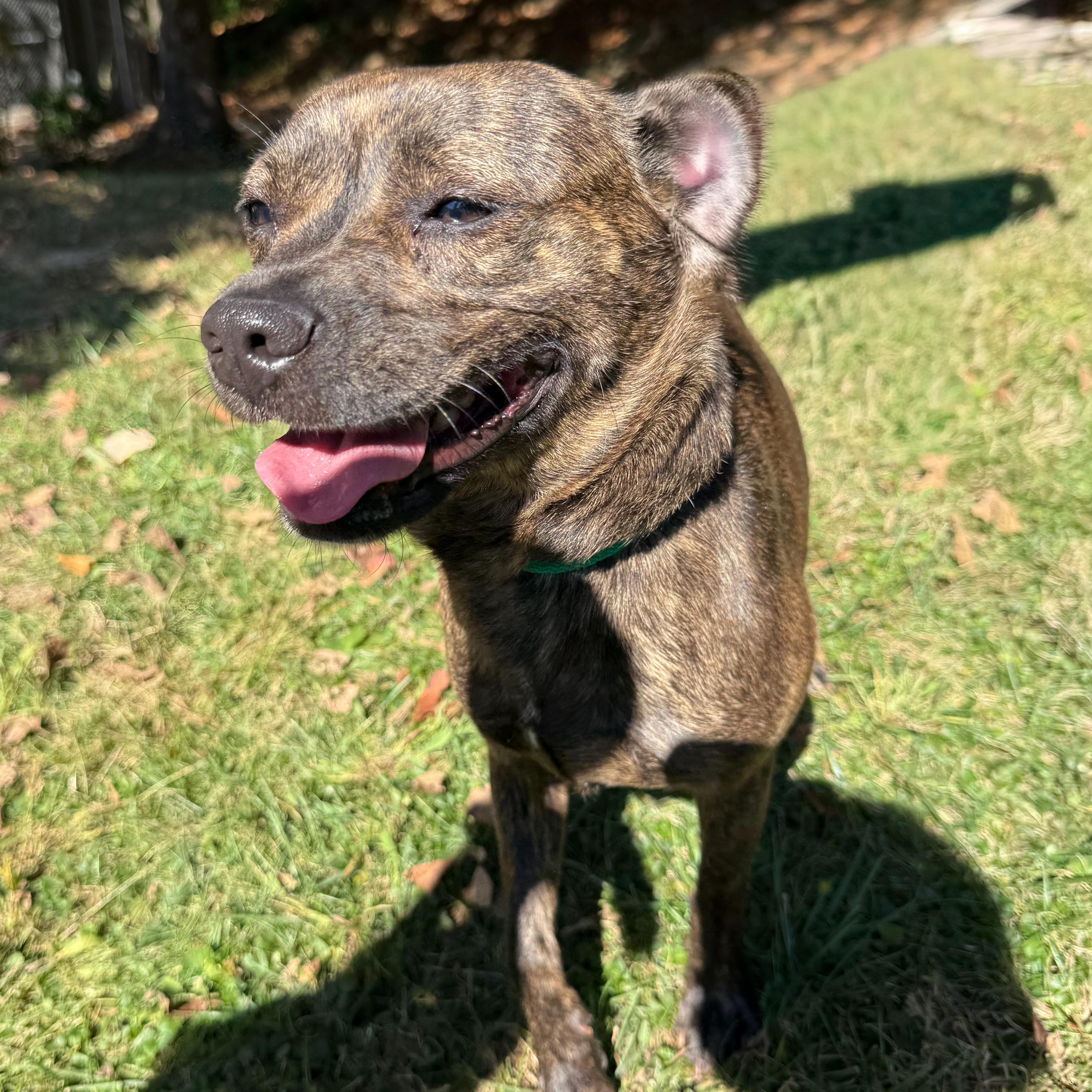Enlarge Sassy, a Adoptable mixed breed in Latrobe, PA image 4/5