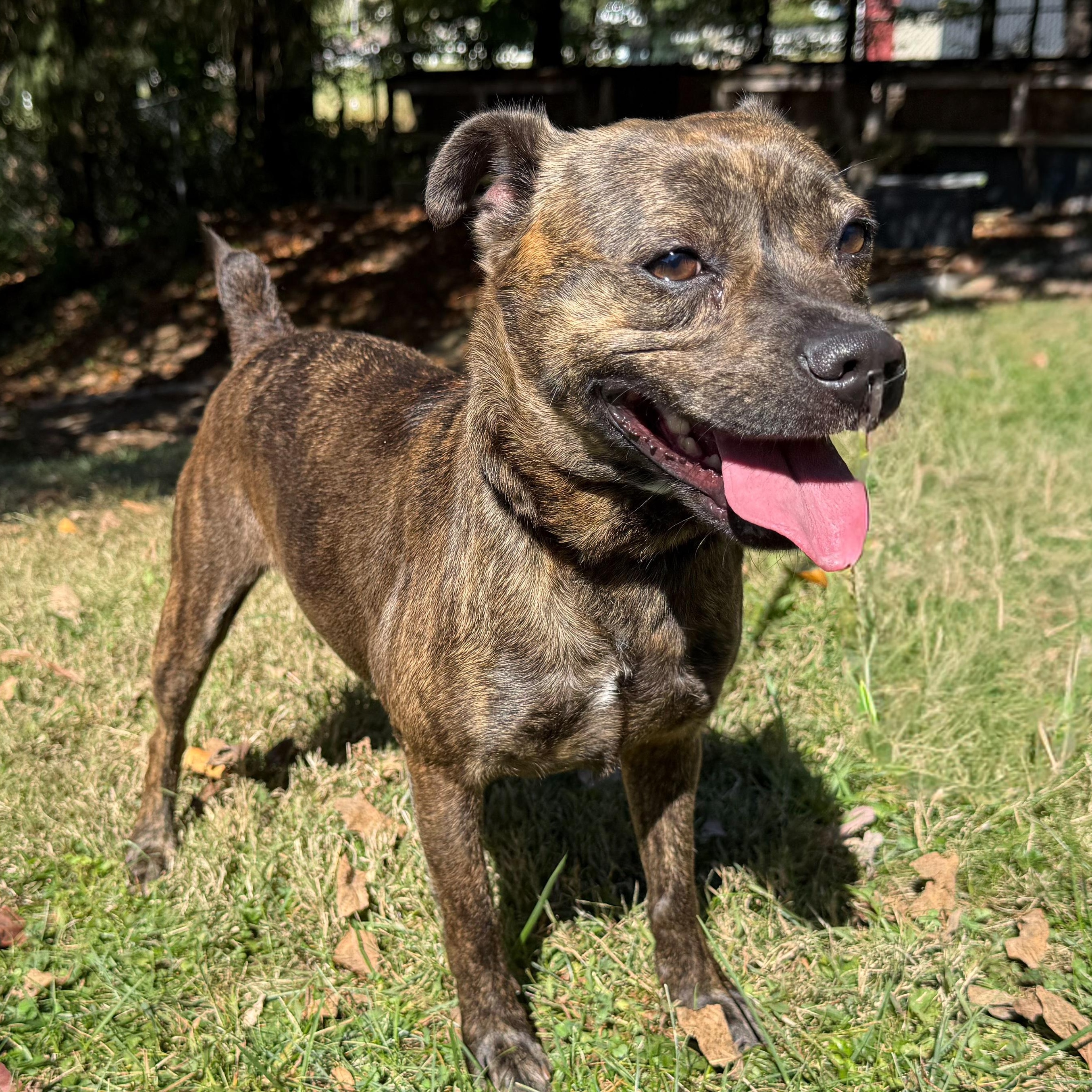 Sassy, Adoptable, Adult Female Terrier.