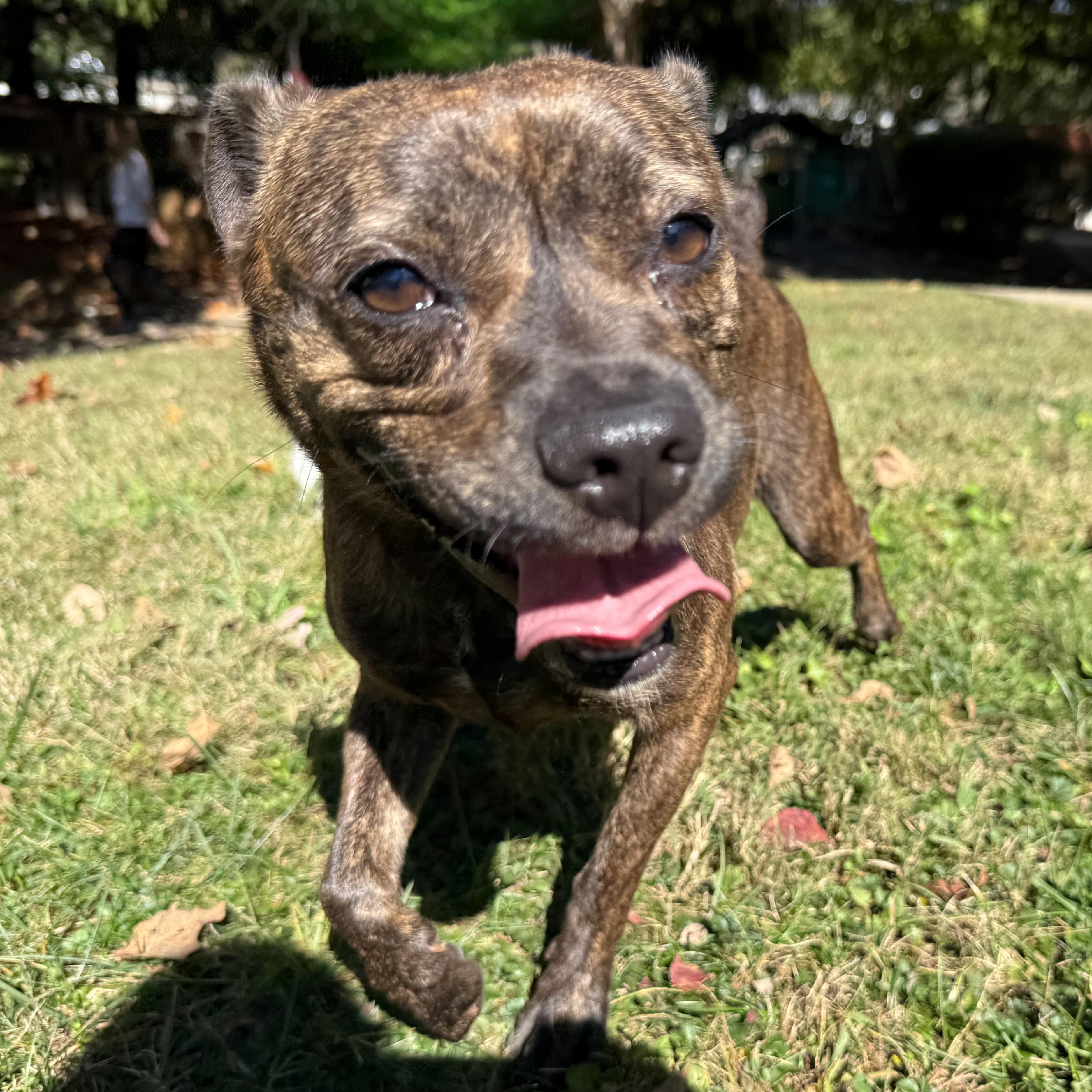 Enlarge Sassy, a Adoptable mixed breed in Latrobe, PA image 2/5