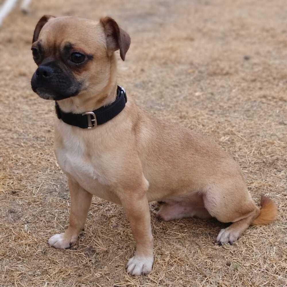 Enlarge Gabbito, a Adoptable mixed breed in Gig Harbor, WA image 1/2