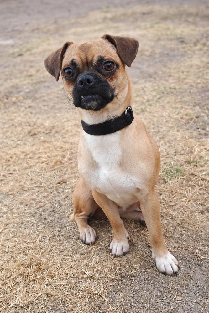 Enlarge Gabbito, a Adoptable mixed breed in Gig Harbor, WA image 2/2