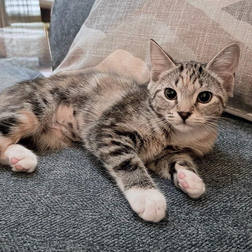 Enlarge Ginny, a Adoptable Domestic Short Hair in Williston, FL image 1/1