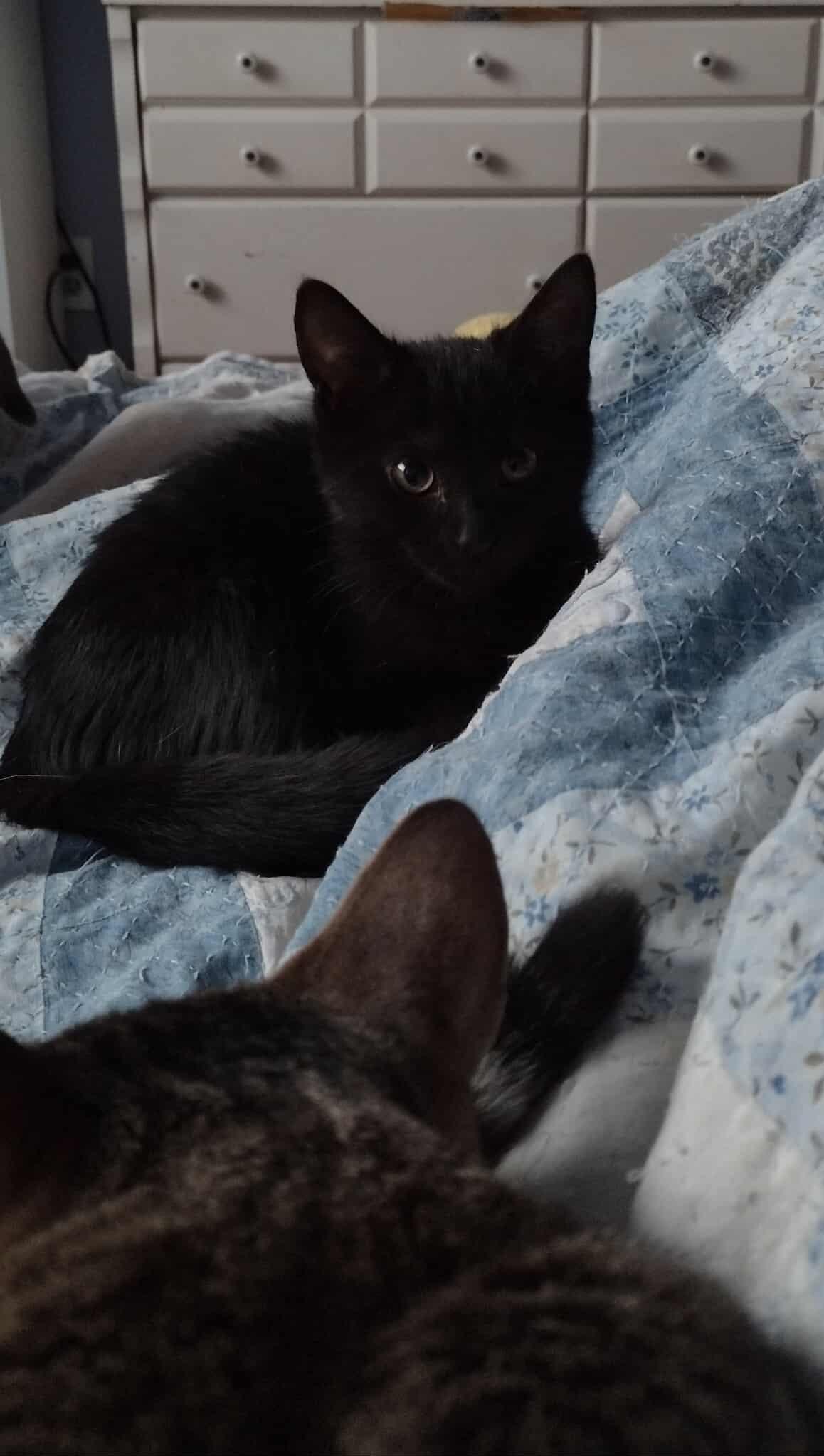 Enlarge Aria, a Adoptable Domestic Short Hair in Terrebonne, QC image 1/6