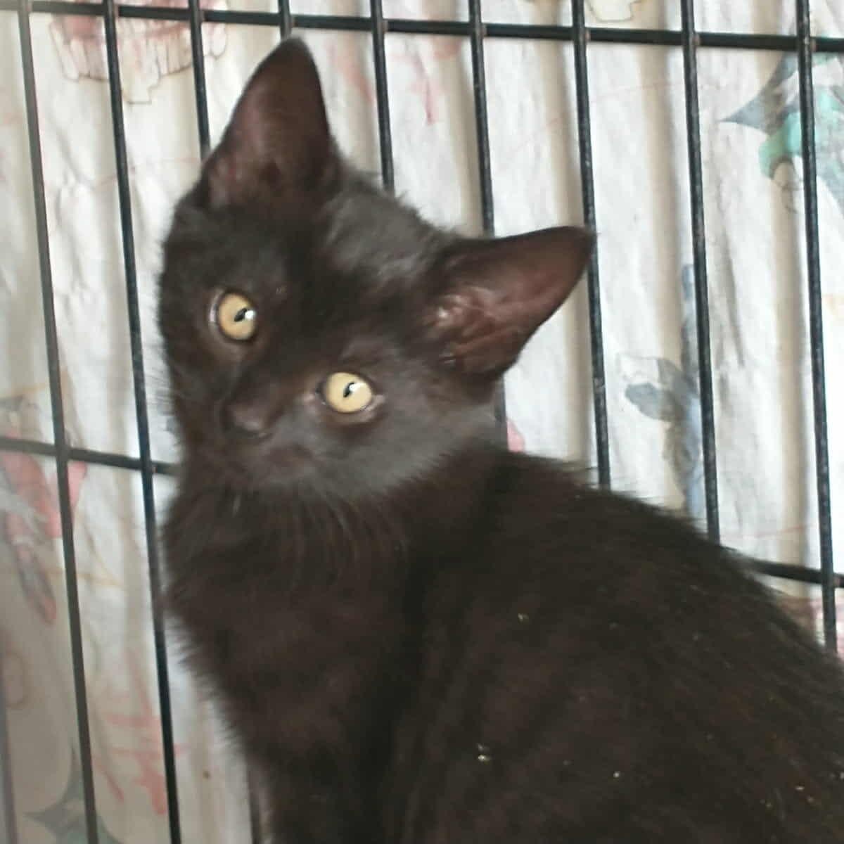 Enlarge Aria, a Adoptable Domestic Short Hair in Terrebonne, QC image 6/6