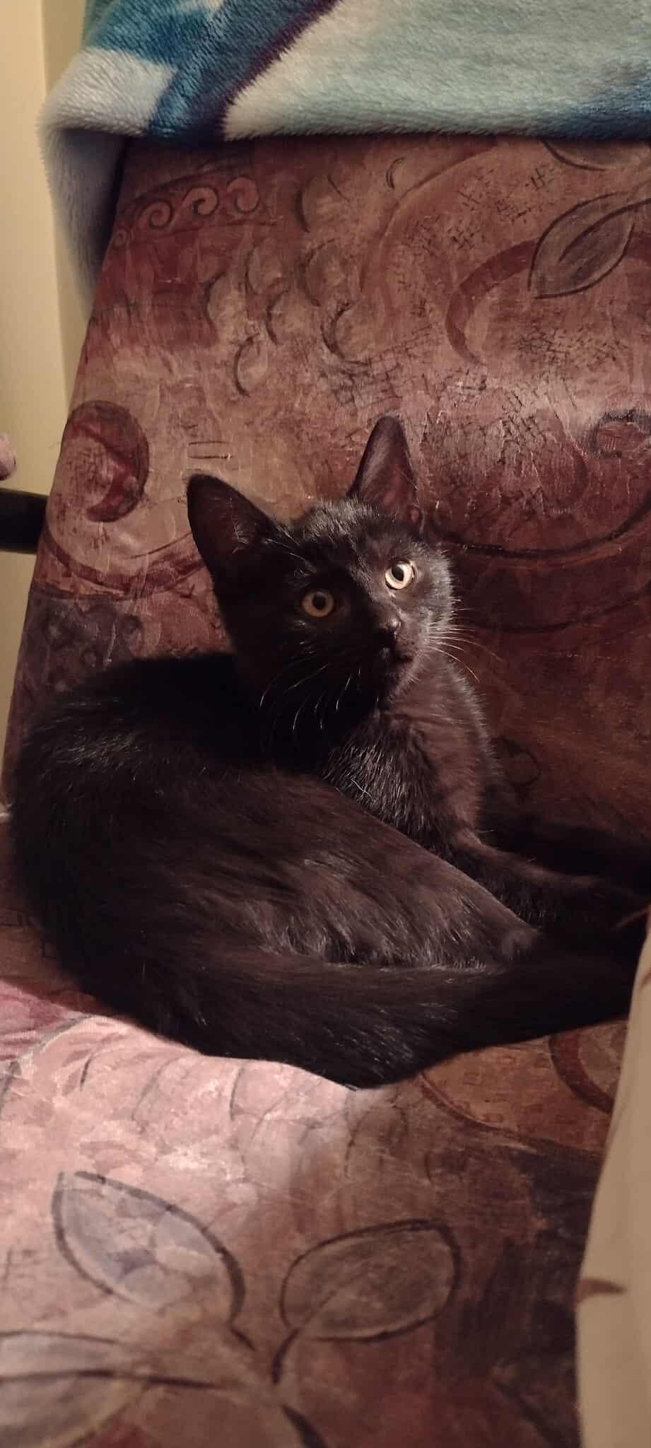 Enlarge Aria, a Adoptable Domestic Short Hair in Terrebonne, QC image 2/6