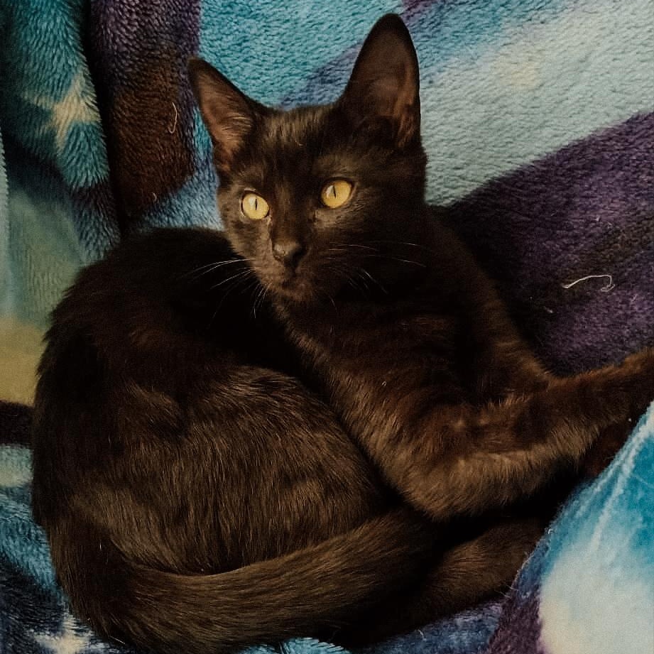 Aria, Adoptable, Kitten Female Domestic Short Hair.