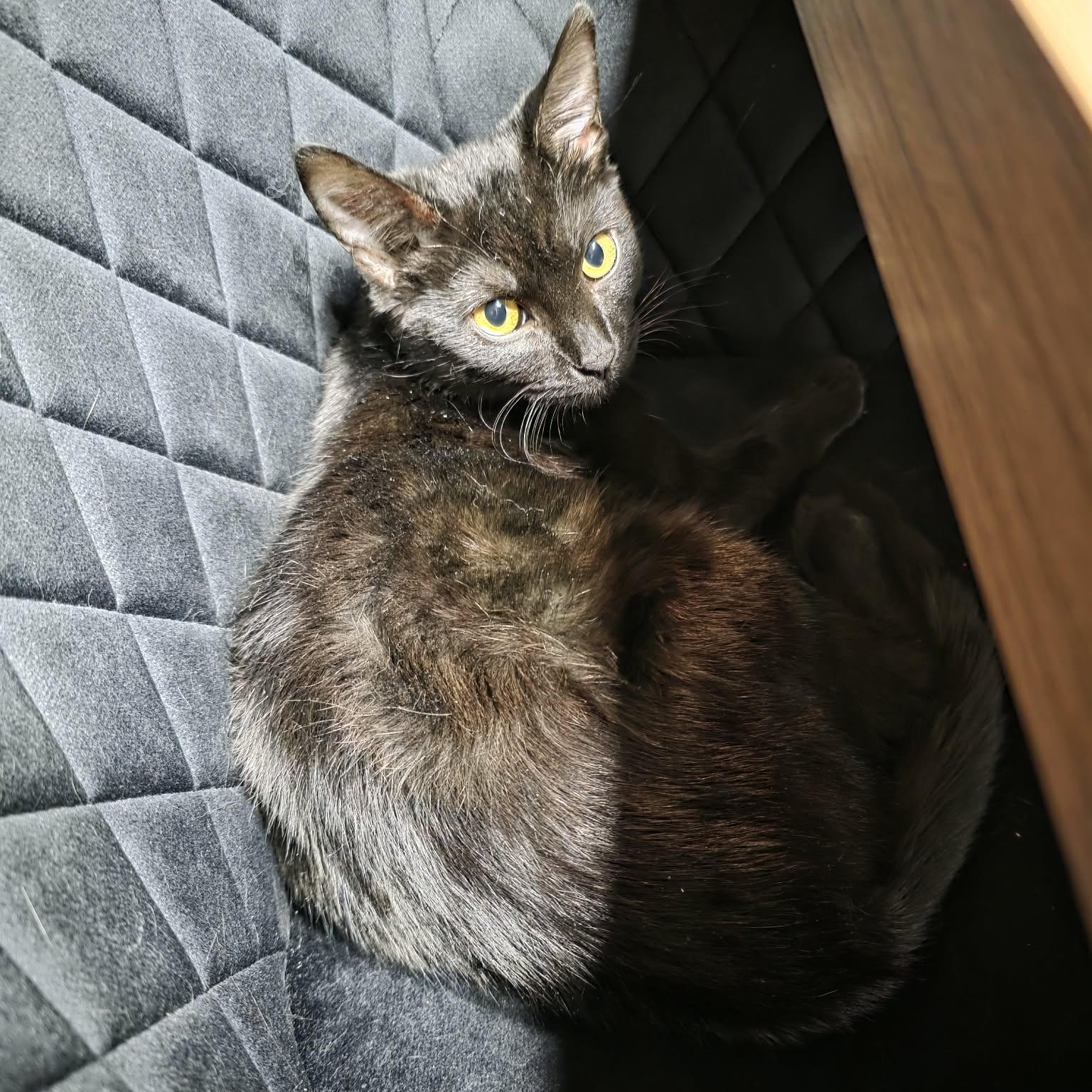 Aria, a Adoptable Domestic Short Hair in Terrebonne, QC image 6/6