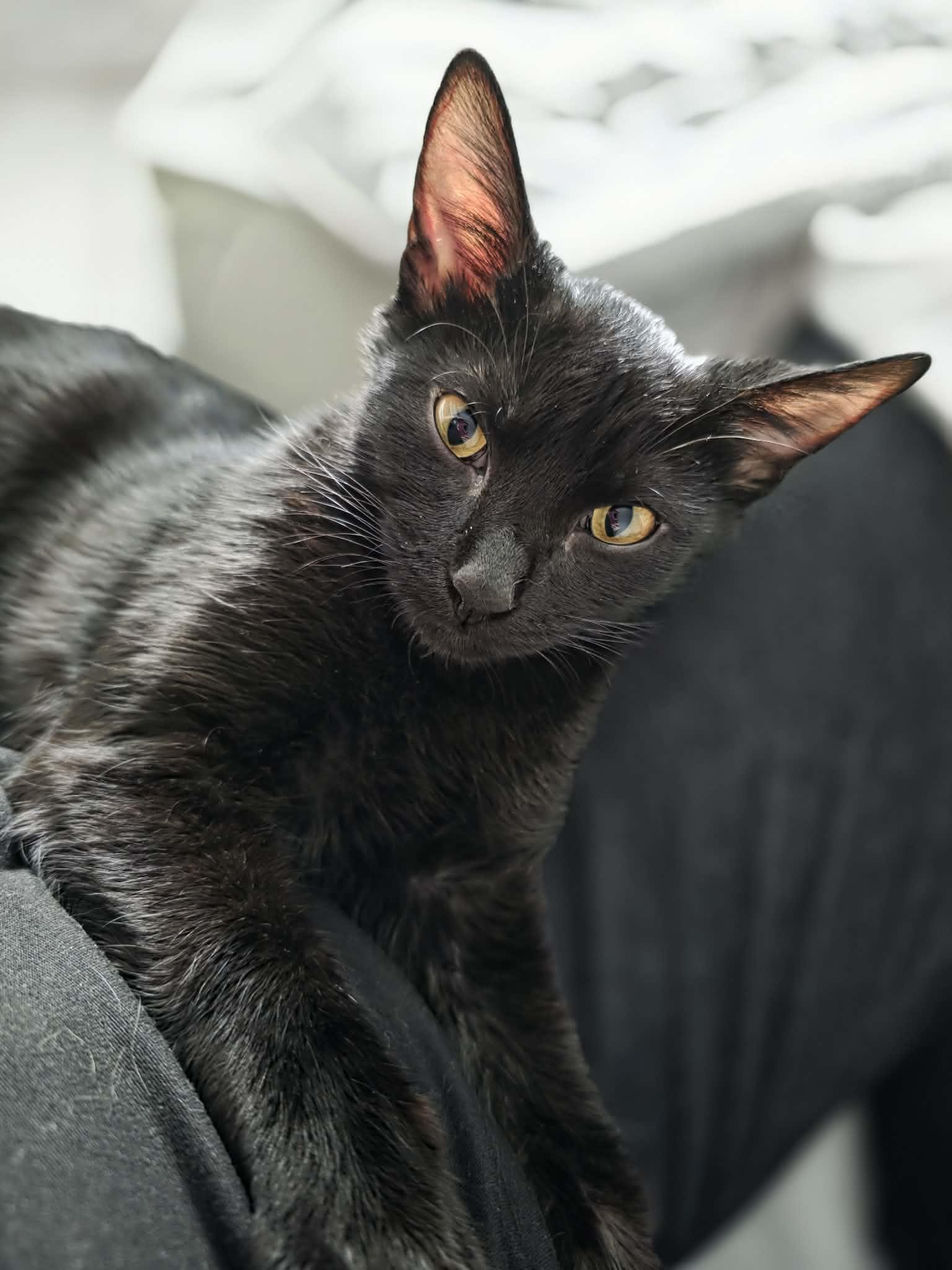 Aria, a Adoptable Domestic Short Hair in Terrebonne, QC image 1/6