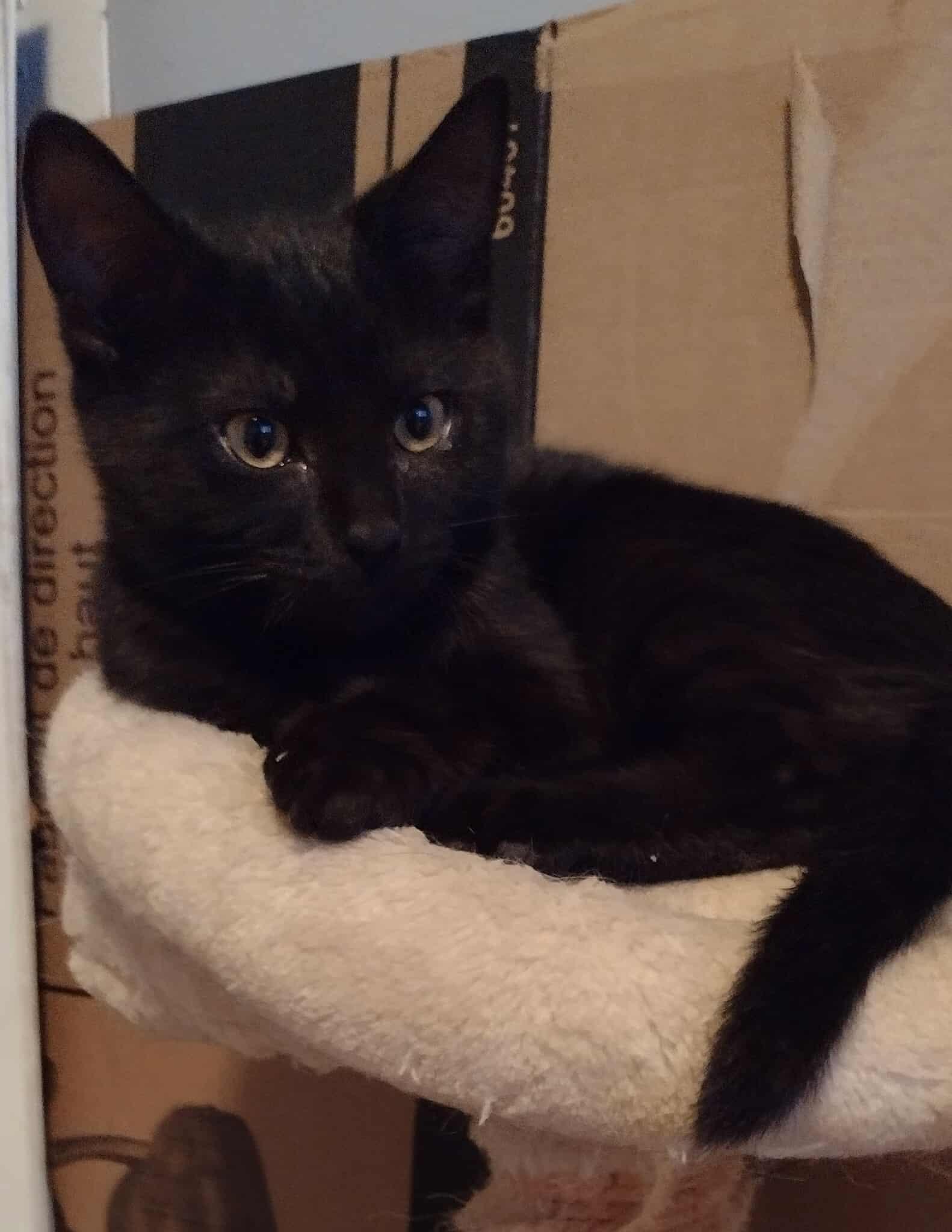 Enlarge Aria, a Adoptable Domestic Short Hair in Terrebonne, QC image 3/6