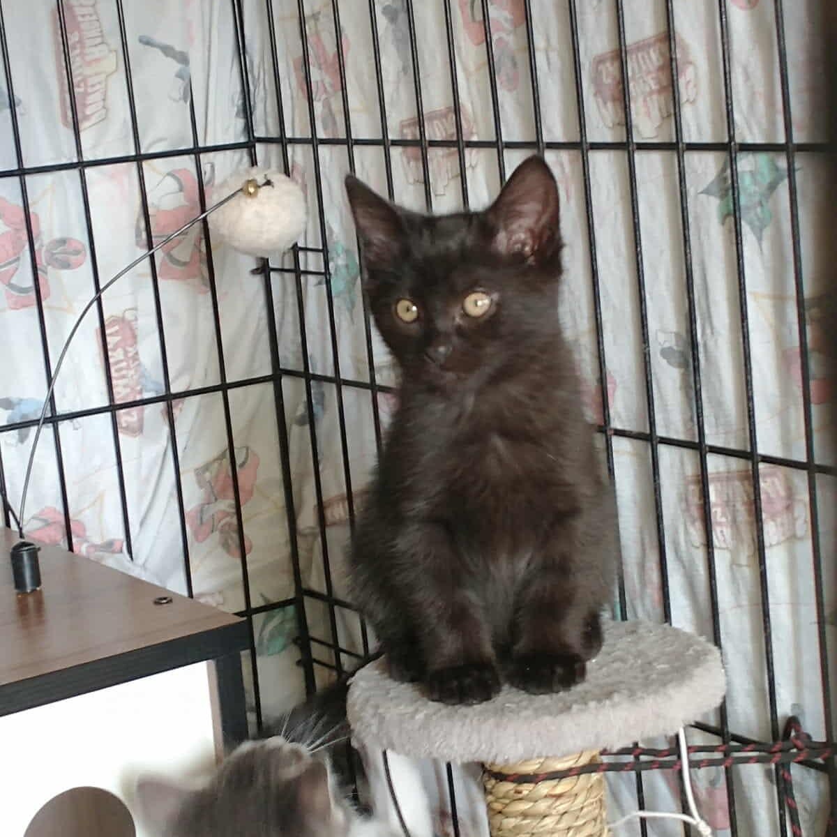 Aria, Adoptable, Kitten Female Domestic Short Hair.