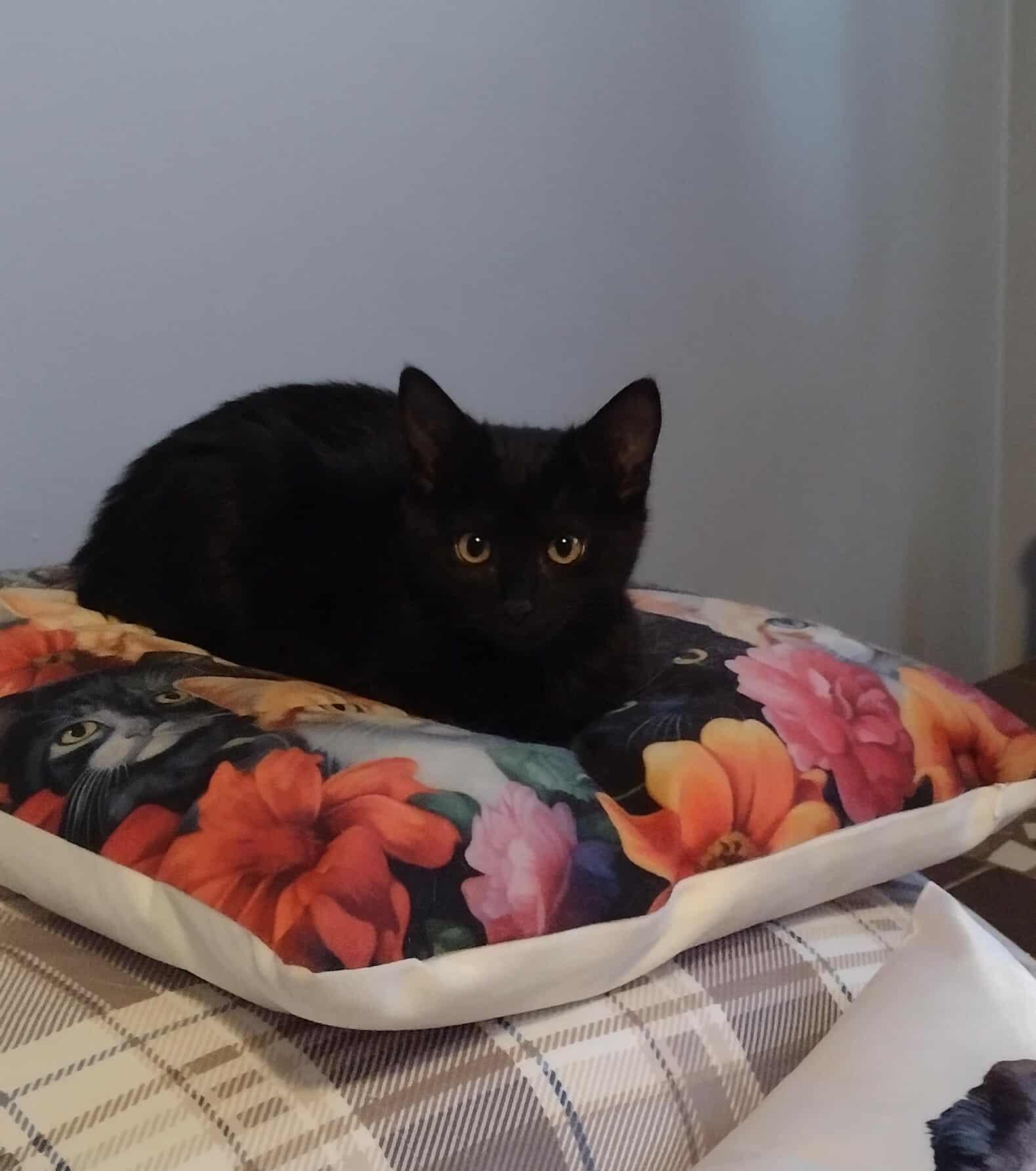 Enlarge Aria, a Adoptable Domestic Short Hair in Terrebonne, QC image 5/6