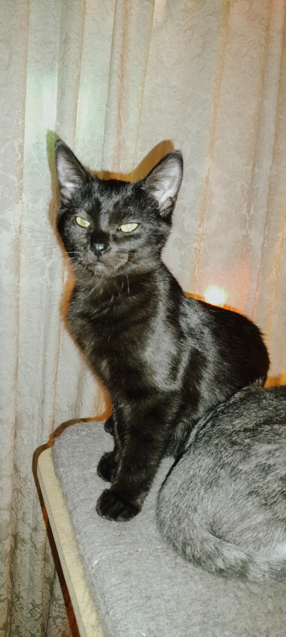 Enlarge Aria, a Adoptable Domestic Short Hair in Terrebonne, QC image 6/6