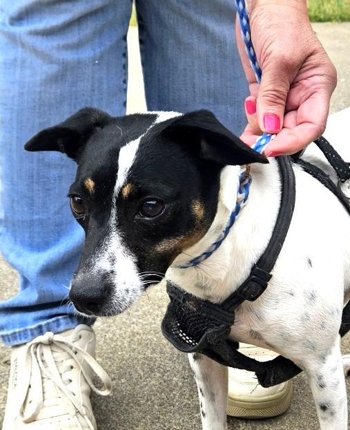 MIla, ADOPTABLE, Adult Female Rat Terrier.