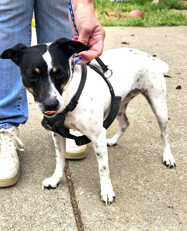 MIla, a ADOPTABLE Rat Terrier in Longview, WA image 2/3