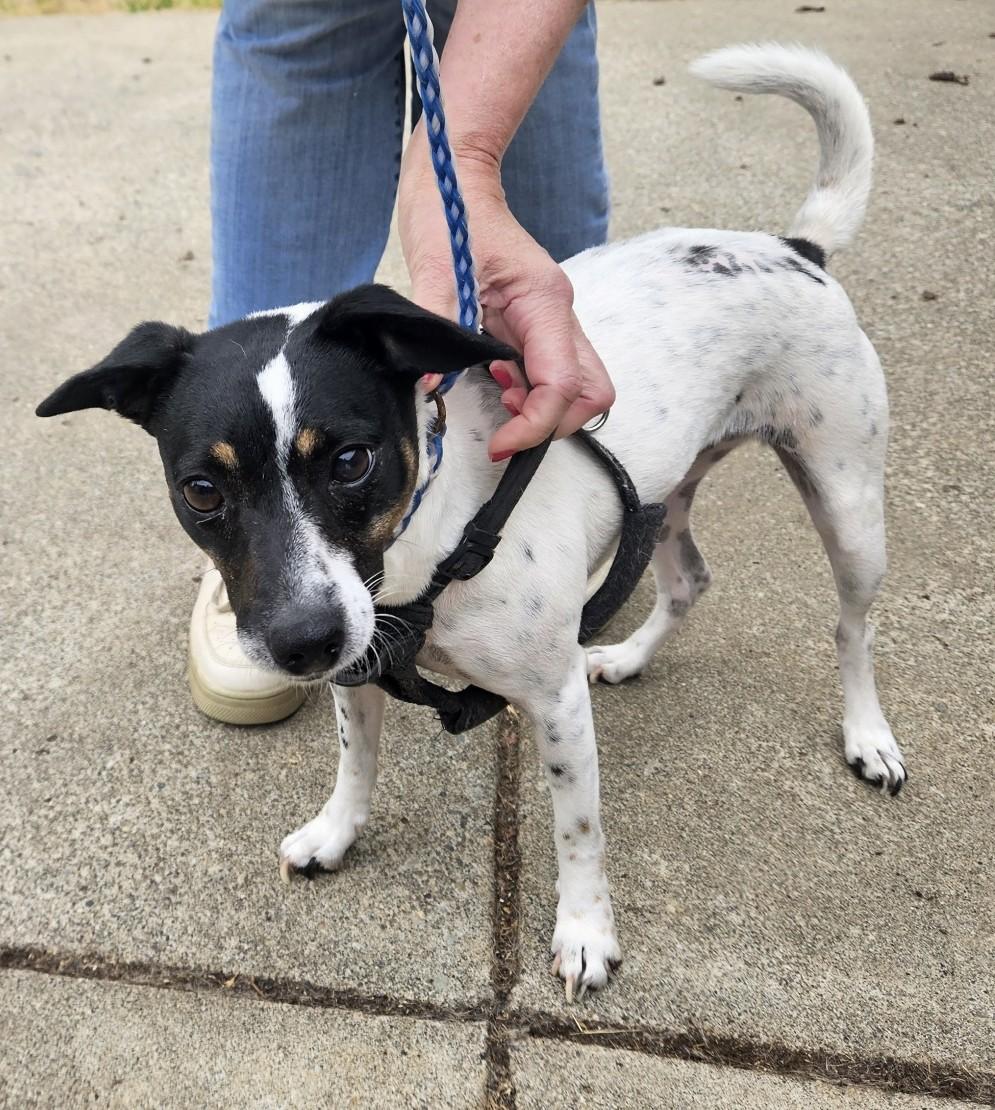 MIla, a ADOPTABLE Rat Terrier in Longview, WA image 3/3