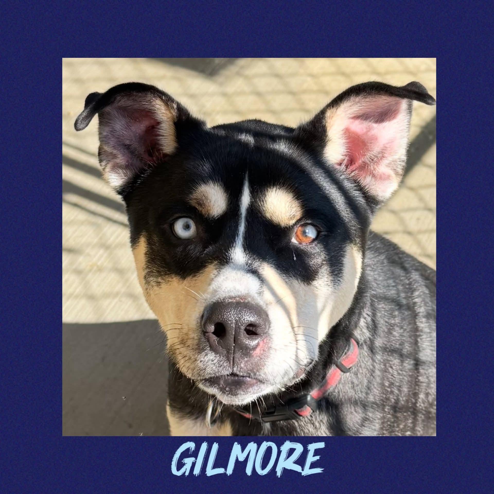 Gilmore