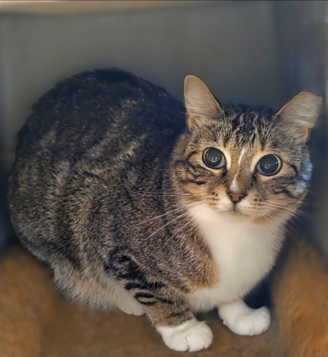 Enlarge Sushi, a Adoptable Domestic Short Hair in Lincoln, NE image 1/1