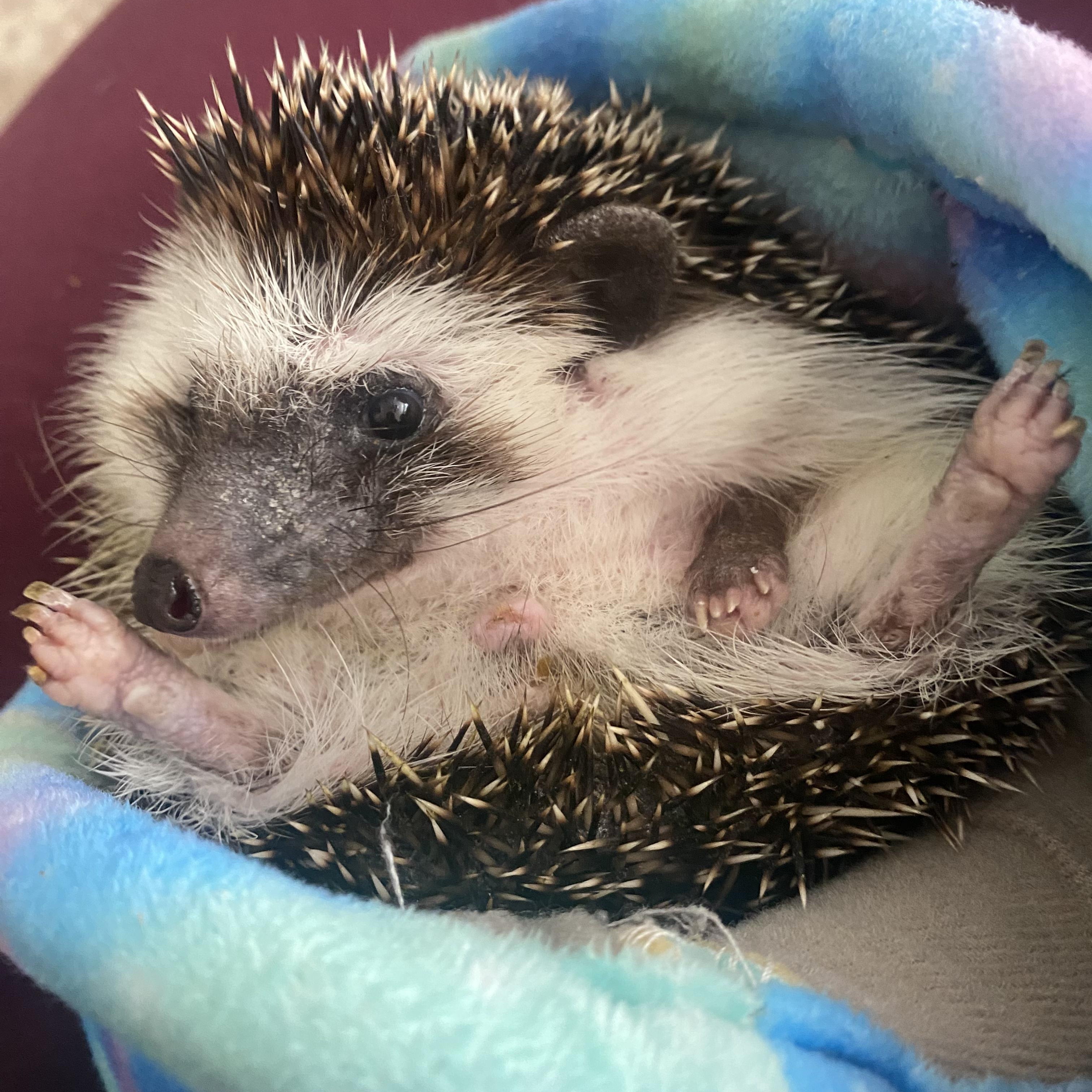 Enlarge Pokes Malone, a Adopted Hedgehog in CHARLOTTE, NC image 1/2