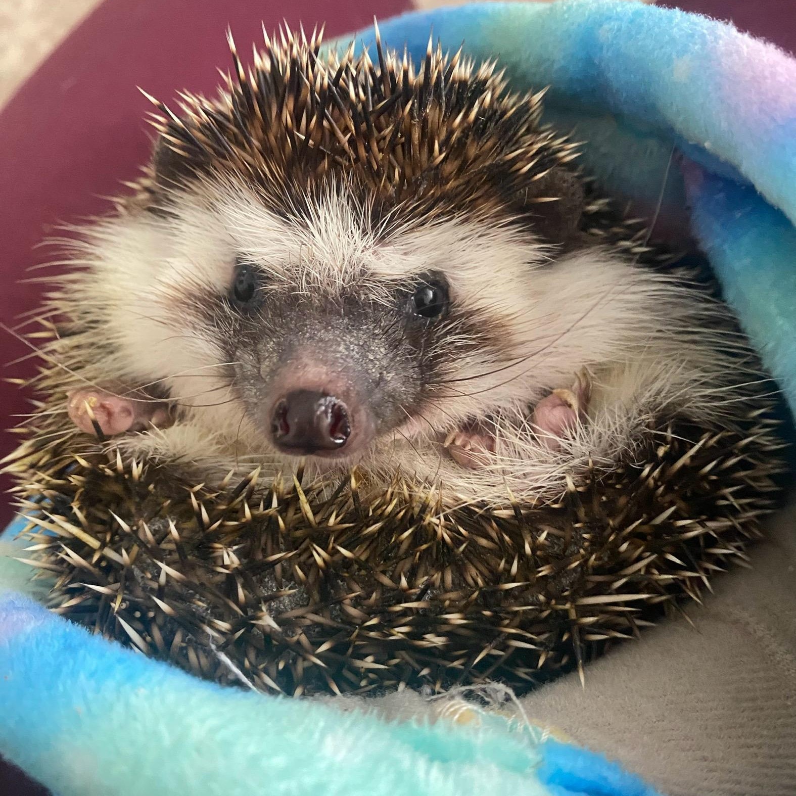 Enlarge Pokes Malone, a Adopted Hedgehog in CHARLOTTE, NC image 2/2