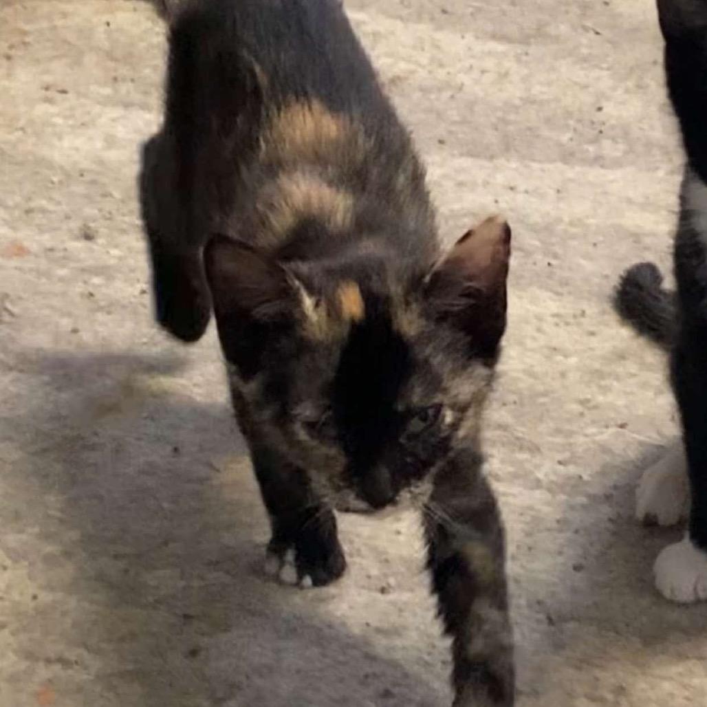 Kate, Adoptable, Young Female Domestic Medium Hair.