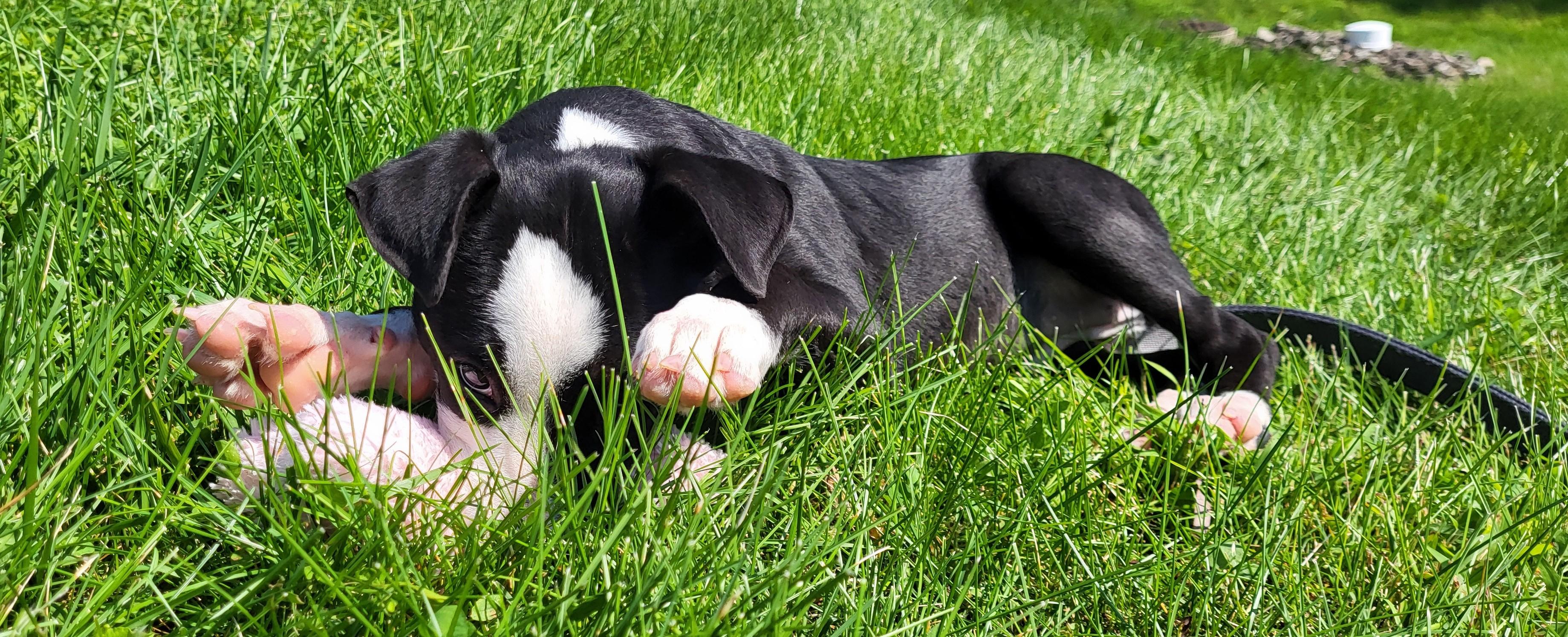 Enlarge Florrie, an adopted mixed breed in Grayslake, IL image 3/5